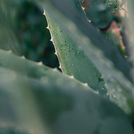 L'été, l'utilisation de gel d'aloe vera permet d'hydrater en profondeur les cheveux crépus, frisés, bouclés et de les protéger des effets nocifs du soleil.