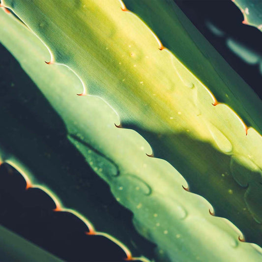 Les bienfaits de l’aloe vera pour les cheveux!