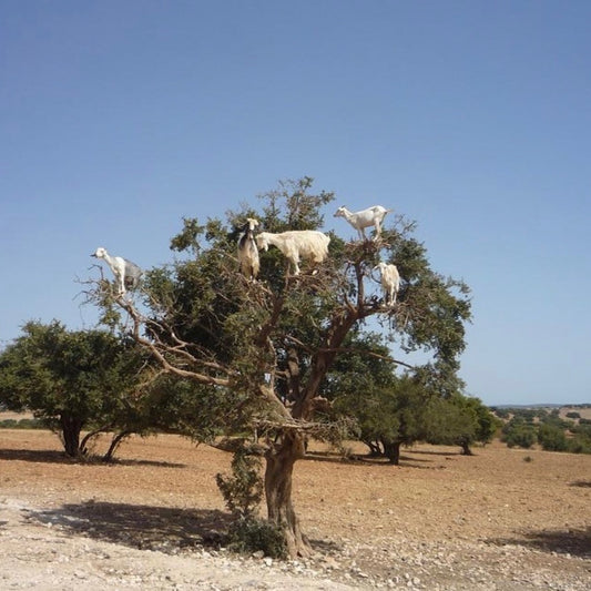 Les bienfaits de l'Huile d'Argan sur les cheveux