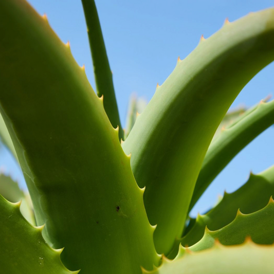 Plante aloe vera