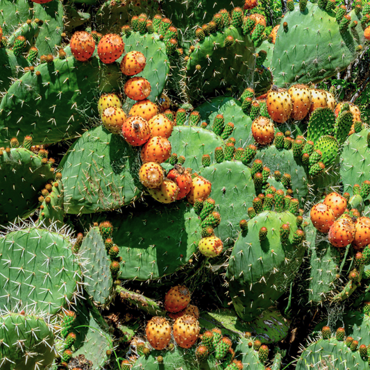Les meilleurs ingrédients naturels contre la chute de cheveux